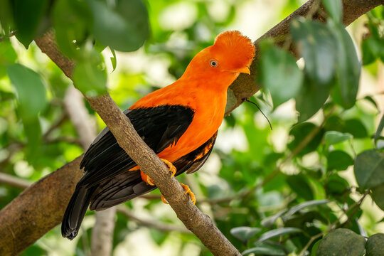 Andean Cock of the Rock - Rupicola peruviana, iconic colored bird from Andean mountains, Mindo, Ecuador.