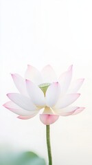 dreamy lotus with pearlescent petals and pastel serenity effect