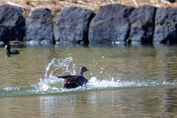 Fototapeta premium 八丈島では数年に一度しか飛来しない、貴重な 飛翔する美しく大きなマガン（カモ科） 英名学名：Greater white-fronted goose, Anser albifrons 東京都伊豆諸島八丈島-2025年 