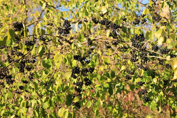 Lots of black elderberries on the branches illuminated by the morning autumn sun