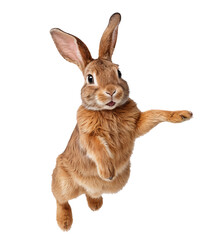 jumping brown bunny on transparent background