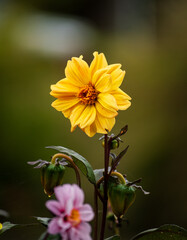 yellow flower in the garden