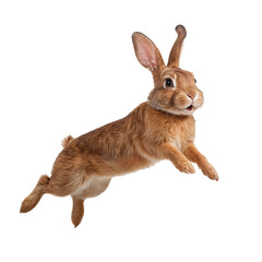 Obraz premium jumping brown bunny on transparent background