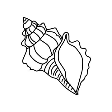 Intricate shell design featuring two different types showcasing nature's beauty and detail in doodle style