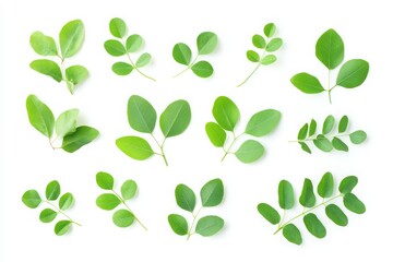 Obraz premium Collection of moringa oleifera leaves isolated on a white background in a flat lay arrangement