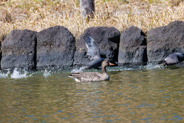八丈島では数年に一度しか飛来しない、貴重な
美しく大きなマガン（カモ科）
英名学名：Greater white-fronted goose, Anser albifrons
餌を探す可愛いオオバン（クイナ科）
英名学名：Black Coot (Fulica atra, family comprising coots)

東京都伊豆諸島八丈島-2025年
