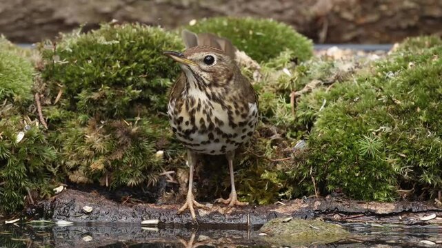 Song Thrush, Turdus philomelos, drinking from birdbath against background of Swan's-neck Thyme-moss with scientific name Mnium hornum