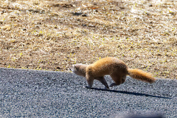 池に飛び込んでアカハライモリを捕まえた。
可愛いニホンイタチ（イタチ科）
英名学名：Japanese weasel (Mustela itatsi)
東京都伊豆諸島八丈島-2025年
