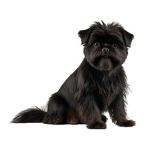 black and white puppy