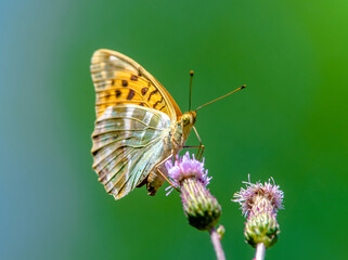 A golden butterfly collects nectar from flowers
