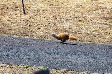 池に飛び込んでアカハライモリを捕まえた。
可愛いニホンイタチ（イタチ科）
英名学名：Japanese weasel (Mustela itatsi)
東京都伊豆諸島八丈島-2025年
