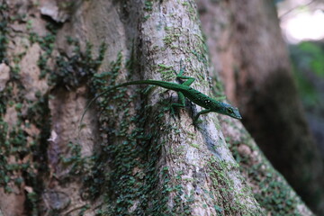 green lizard