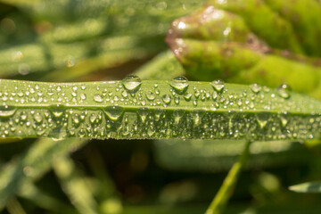 abstract green grass with dew on a sunny morning