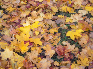 background of fallen leaves on the ground