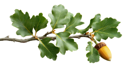 Oak branch with green leaves and acorn on transparent background