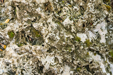 Close-up view of a rugged limestone rock surface with moss and small leaves embedded in the crevices