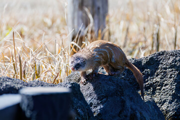 池に飛び込んでアカハライモリを捕まえた。
可愛いニホンイタチ（イタチ科）
英名学名：Japanese weasel (Mustela itatsi)
東京都伊豆諸島八丈島-2025年
