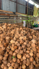 A large pile of dried coconuts is stored inside a rustic shelter with wooden and metal walls