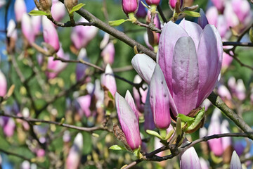 Primavera a Basiglio, gemme, fiori, piante a Milano 3 - Lombardia	