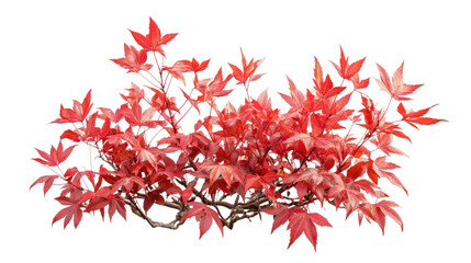 Obraz premium Red maple tree branch showing autumn colors on transparent background
