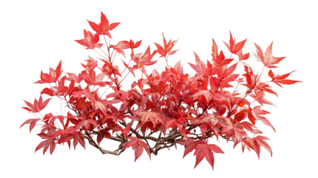 Red maple tree branch showing autumn colors on transparent background