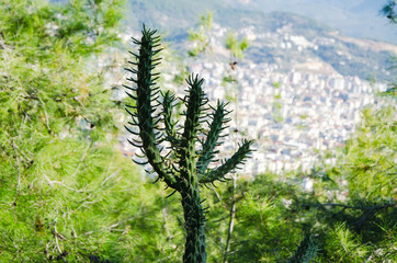 Prickly Plant Euphorbia squamosa Overlooking Cityscape from Hill