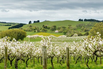 Fototapeta premium Flowering Fruit Tree Orchard in Bloom: Rows of blossoming apple and cherry trees with fresh blooms, set against rolling green hills