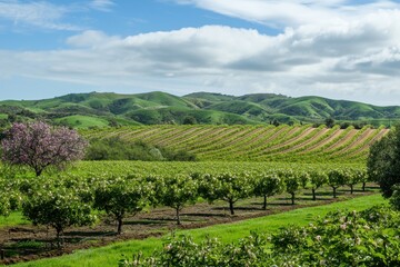 Fototapeta premium Flowering Fruit Tree Orchard in Bloom: Rows of blossoming apple and cherry trees with fresh blooms, set against rolling green hills