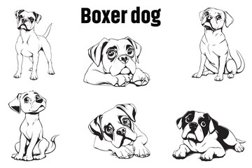 BOXER DOG