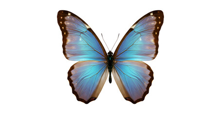 Obraz premium Vibrant Blue Butterfly with Open Wings isolated on transparent background Generative Ai PNG 