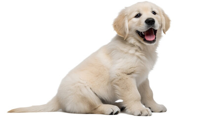 Obraz premium Smiling Golden Retriever Puppy Sitting Adorable Golden Puppy Looking Playful isolated on transparent background Generative Ai PNG 
