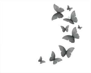 flock of butterfly