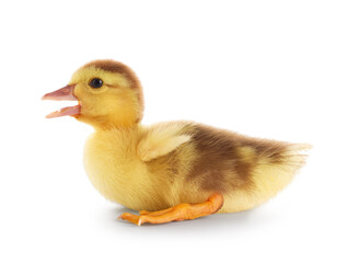 Cute duckling on white background