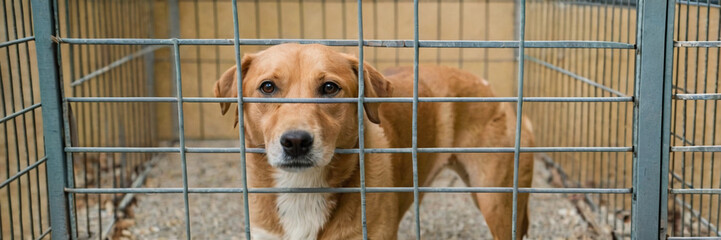 Stray dog in animal shelter waiting for adoption. Portrait of homeless dog in animal shelter cage.  Dog  behind the fences