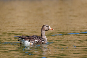 八丈島では数年に一度しか飛来しない、貴重な
美しく大きなマガン（カモ科）
英名学名：Greater white-fronted goose, Anser albifrons
東京都伊豆諸島八丈島-2025年
