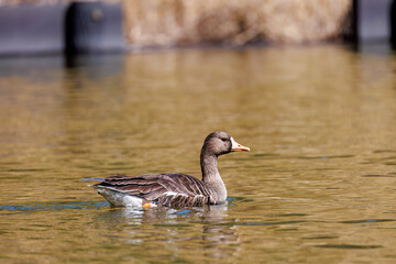 八丈島では数年に一度しか飛来しない、貴重な
美しく大きなマガン（カモ科）
英名学名：Greater white-fronted goose, Anser albifrons
東京都伊豆諸島八丈島-2025年
