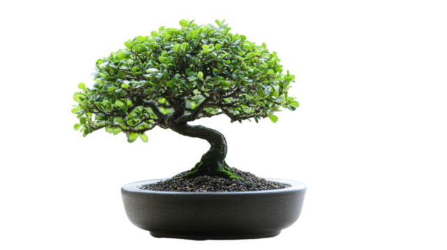 Bonsai tree thriving in elegant pot during early morning light