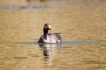 八丈島では数年に一度しか飛来しない、貴重な
美しく大きなマガン（カモ科）
英名学名：Greater white-fronted goose, Anser albifrons
東京都伊豆諸島八丈島-2025年
