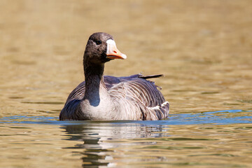 八丈島では数年に一度しか飛来しない、貴重な
美しく大きなマガン（カモ科）
英名学名：Greater white-fronted goose, Anser albifrons
東京都伊豆諸島八丈島-2025年
