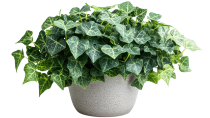 Lush green ivy thriving in a textured pot, brightening up indoor space with elegance
