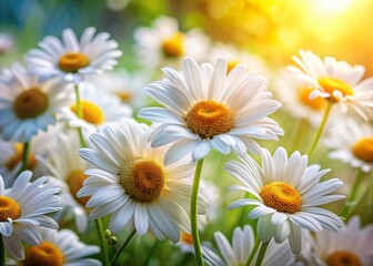 Fototapeta premium Panoramic Close-Up of White Daisies in a Garden - Blooming Summer Flowers