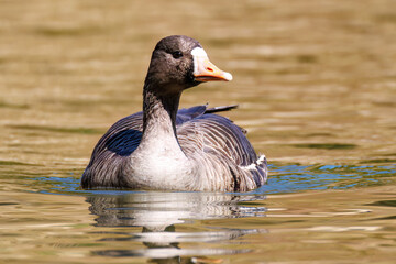 八丈島では数年に一度しか飛来しない、貴重な
美しく大きなマガン（カモ科）
英名学名：Greater white-fronted goose, Anser albifrons
東京都伊豆諸島八丈島-2025年

