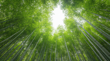 dense bamboo forest with towering green stalks creates serene atmosphere