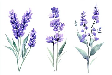 Obraz premium Delicate lavender sprigs are rendered in soft watercolor, showcasing a serene, peaceful feeling Their subtle hues of violet and green paint a portrait of summer's gentle charm and natural beauty The