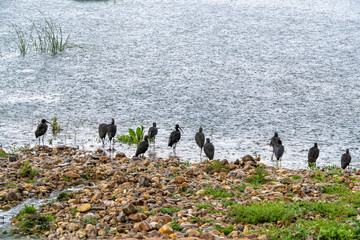 Grupo de Plegadis Falcinellus en la orilla de laguna de aves migratoria quietas bajo la lluvia matina de un d&iacute;a invernal