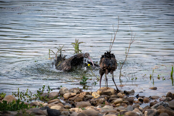 Plegadis Falcinellus tomando baño matinal en laguna de aves migratorias en Sevilla