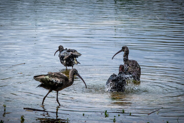 Plegadis Falcinellus tomando baño matinal en laguna de aves migratorias en Sevilla © Victor
