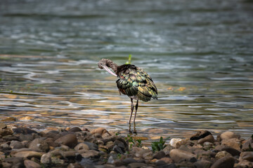Plegadis Falcinellus acicalándose el plumaje mientras descansa en laguna de paso de aves migratorias 