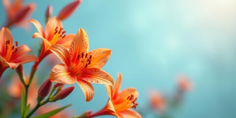 Vibrant Orange Lilies Blooming in Gentle Sunlight Against a Serene Light Blue Background