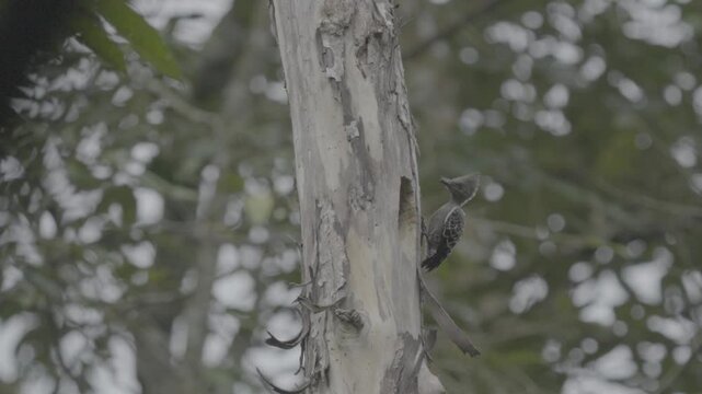 black and white image of a Common flameback or dinopium javanense bird
